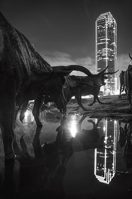 Longhorn statues reflections and skyline the bank of america tower looks in the background lit in neon monochrome black and whit Longhorn statues reflections and skyline the bank of america tower looks in the background lit in neon monochrome black and white
